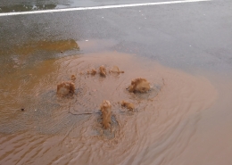 Donnington Flood Alleviation